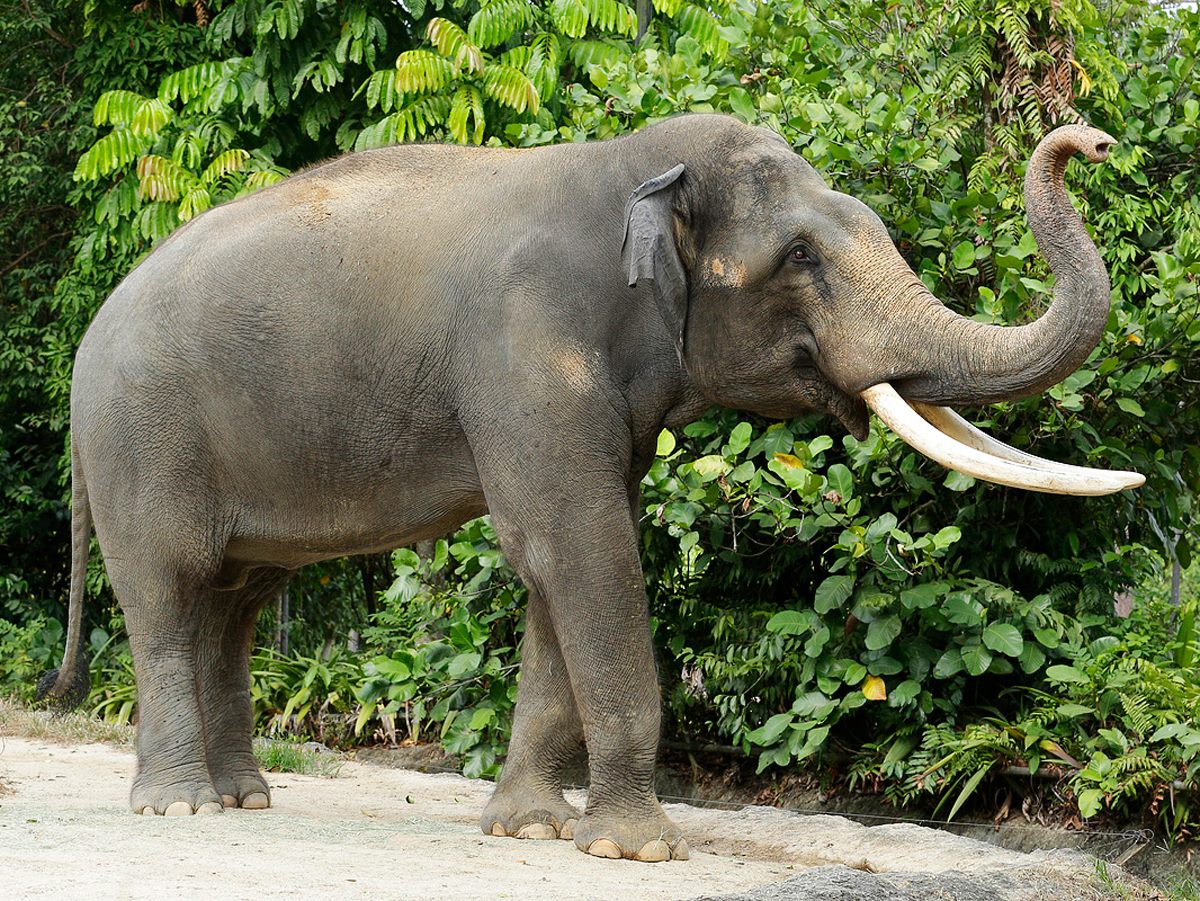 Step Into The Animals